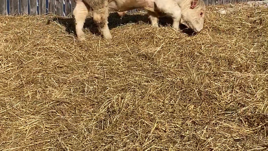 RPH 4H VIDEO